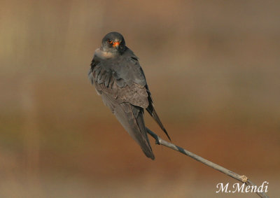 Red footed falcon