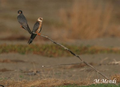 Red footed falcon