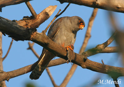 Red footed falcon