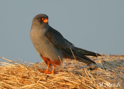 Red footed falcon - Roller - Lesser Grey Shrike