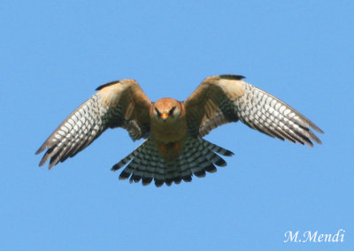 Red footed falcon