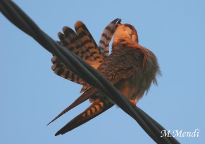 Red footed falcon