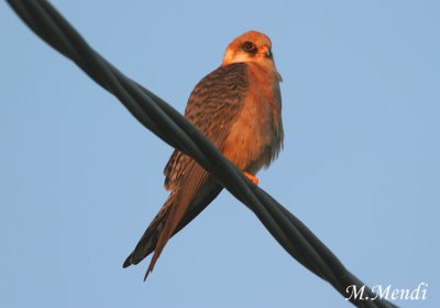 Red footed falcon