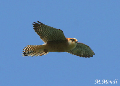 Red footed falcon