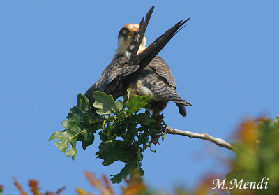 Red footed falcon
