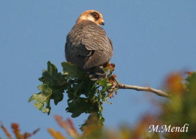 Red footed falcon