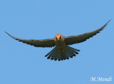 Red footed falcon