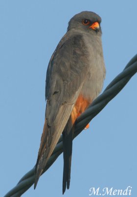 Red footed falcon