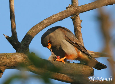 Red footed falcon