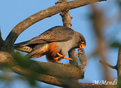 Red footed falcon