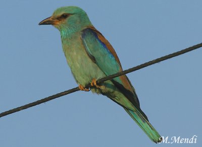 Roller