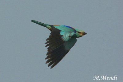 Roller