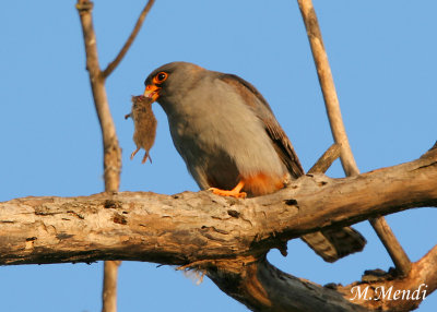 Red footed falcon
