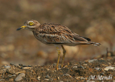 Stone Curlew