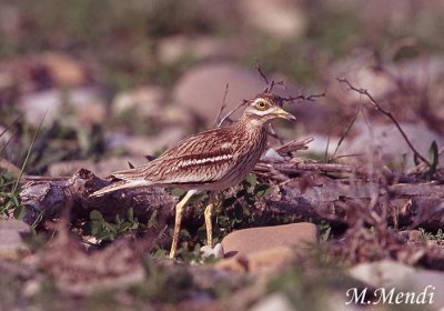 Stone Curlew