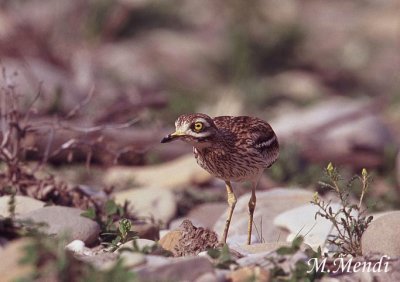 Stone Curlew