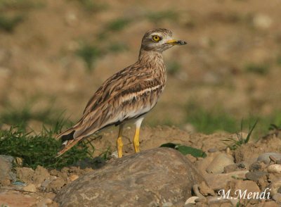 Stone Curlew