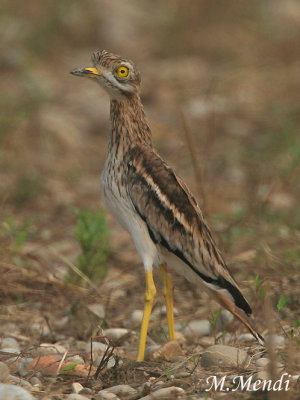 Stone Curlew