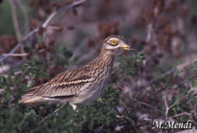 Stone Curlew