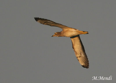 Stone Curlew