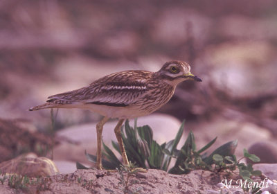 Stone Curlew