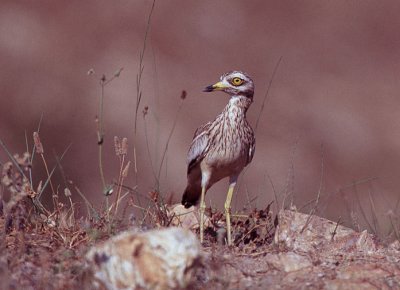 Stone Curlew