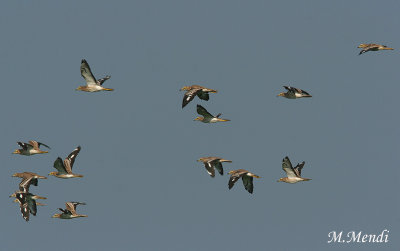 Stone Curlew