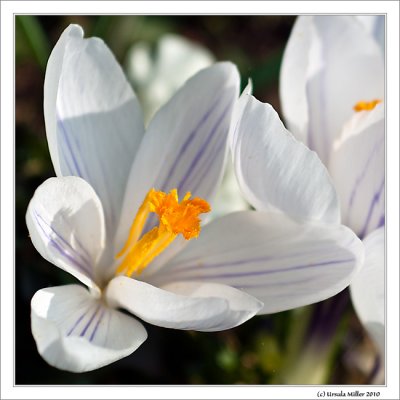 Crocus