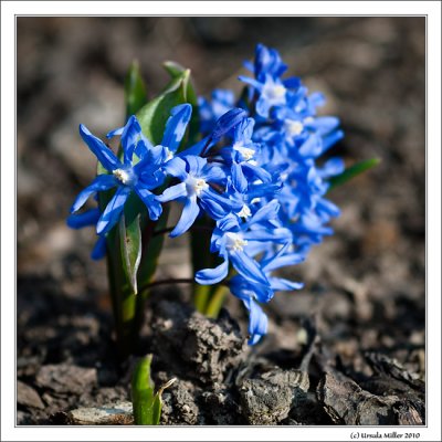 Blue Springflowers