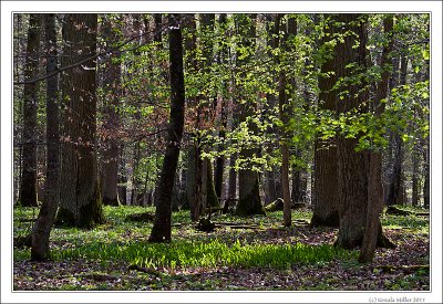 Spring Wood
