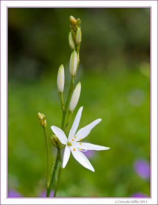 Ornithogalum Pyramidale