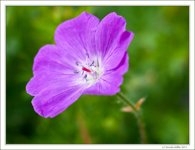 Geranium Molle