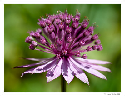 Flower Head