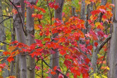 Fall colors Ontario