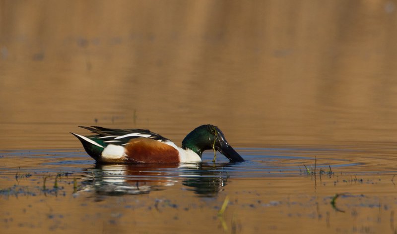 slobeend 22-02-2011 uitkerke.jpg