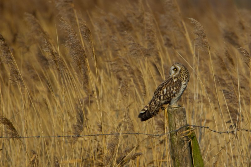 velduil 22-02-2011 uitkerke 5.jpg