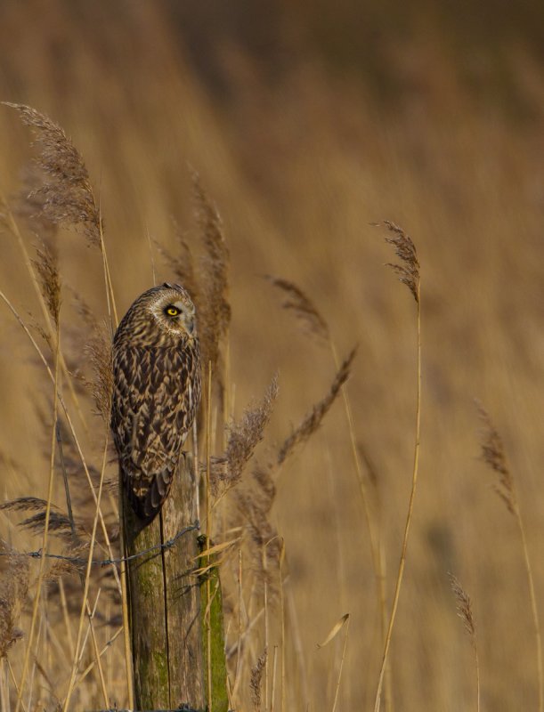 velduil 22-02-2011 uitkerke 7.jpg