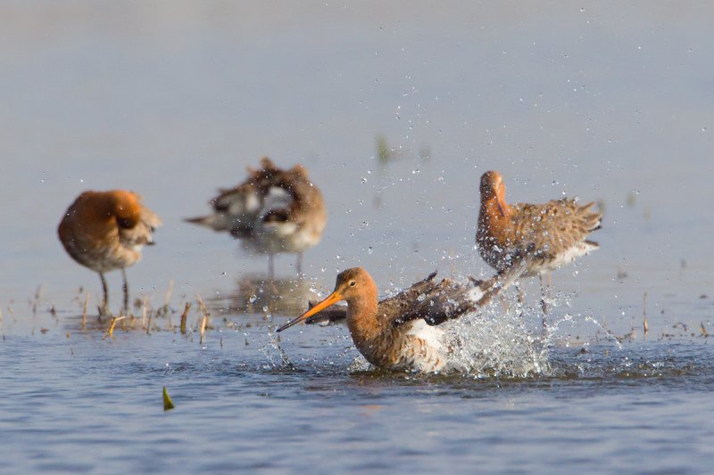 grutto 22-03-2011 uitkerkse polder 3.jpg