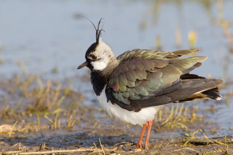 kievit 22-03-2011 uitkerkse polder 3.jpg
