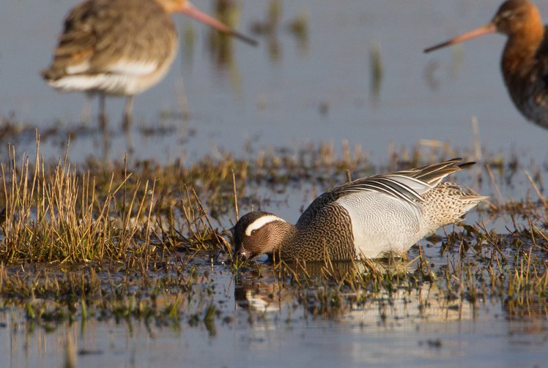 zomertaling 22-03-2011 uitkerkse polder 3.jpg