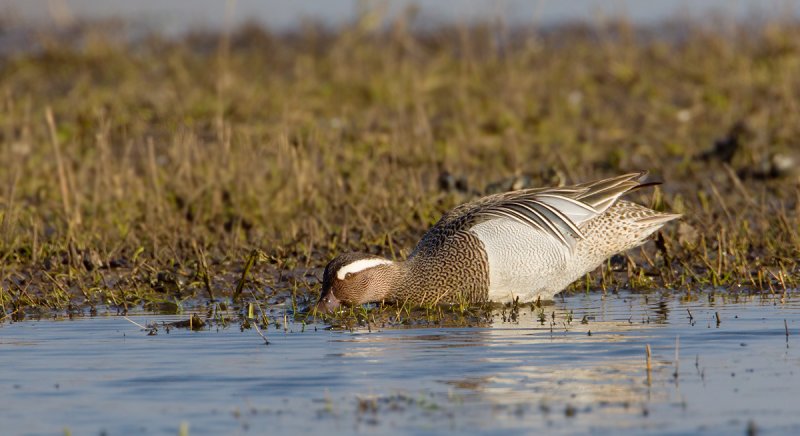 zomertaling 22-03-2011 uitkerkse polder 5.jpg