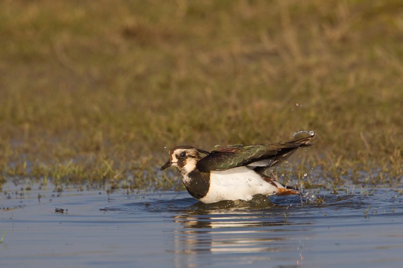 kievit uitkerkese polder 22-03-2011.jpg