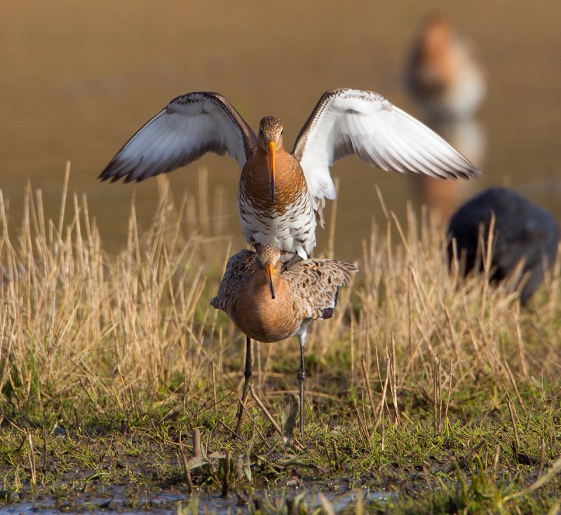 grutto paring 24-03-2011 uitkerkse polder 15.jpg