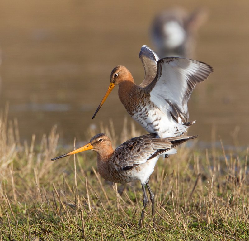grutto paring 24-03-2011 uitkerkse polder 13.jpg