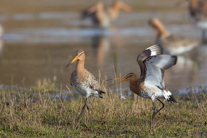 grutto paring 24-03-2011 uitkerkse polder 3.jpg