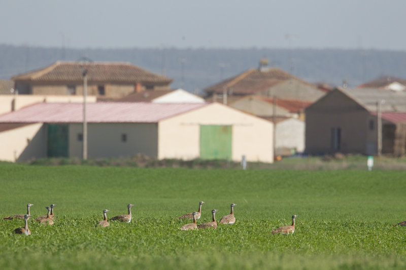 grote trap spanje 10-4-2011.jpg