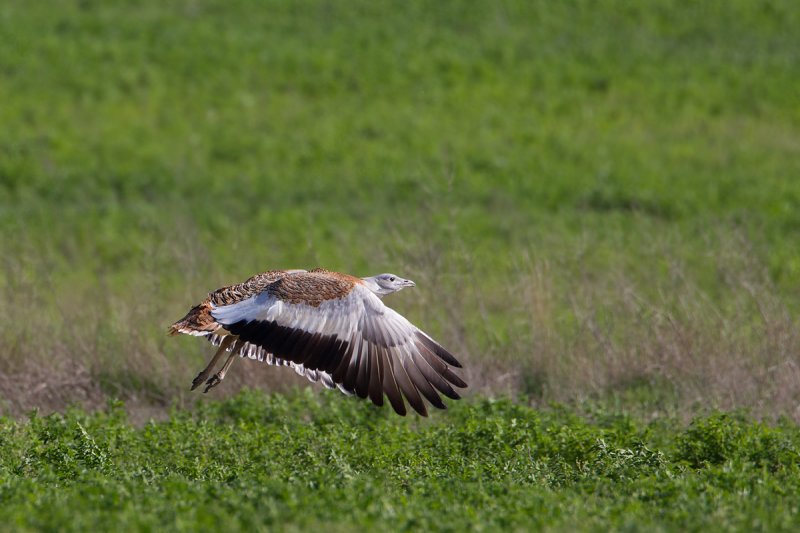 grote trap spanje 10-4-2011 2.jpg