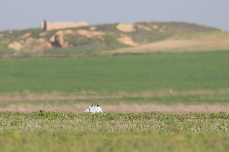 grote trap spanje 10-4-2011 3.jpg