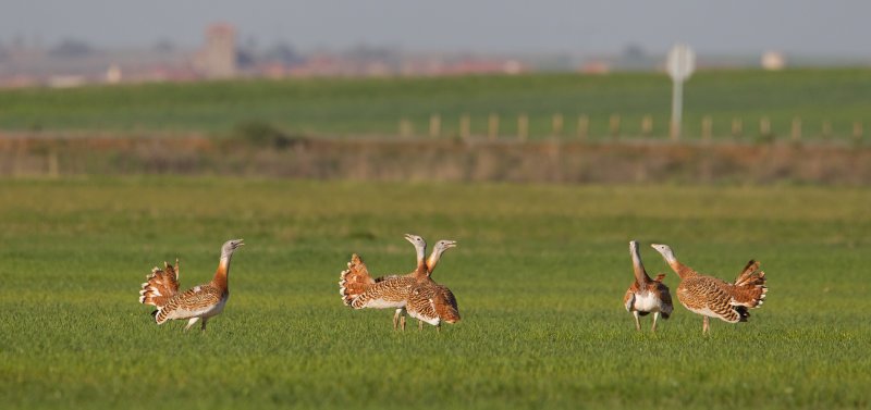 grote trap spanje 10-4-2011 4.jpg