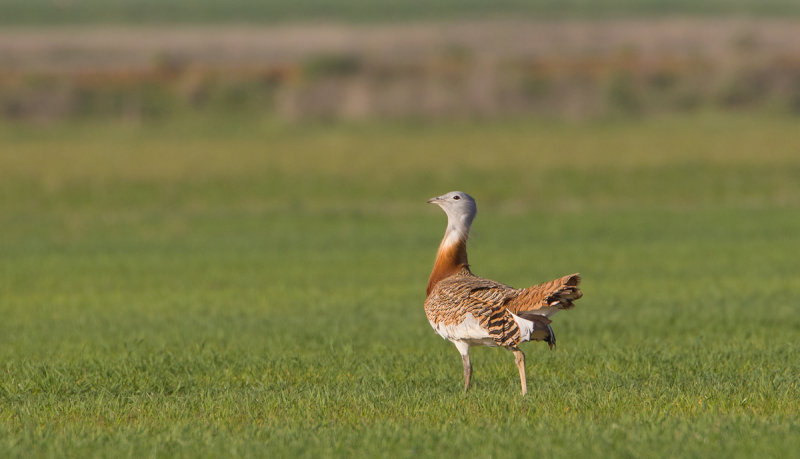 grote trap spanje 10-4-2011 9.jpg